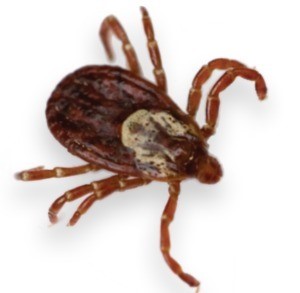 additional tick prevention